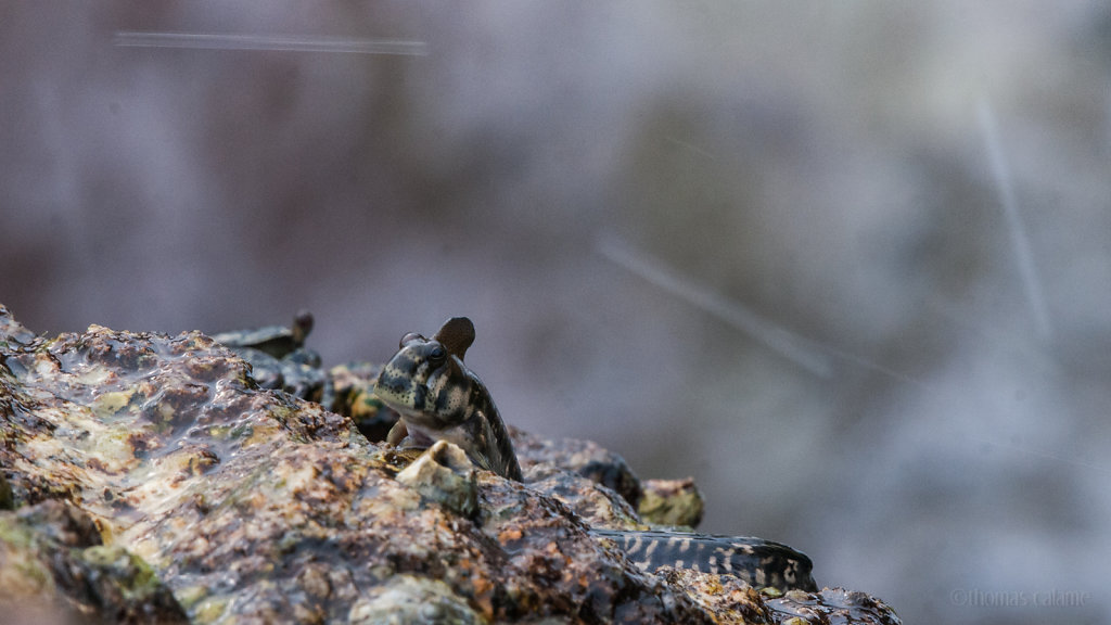 Leaping blenny