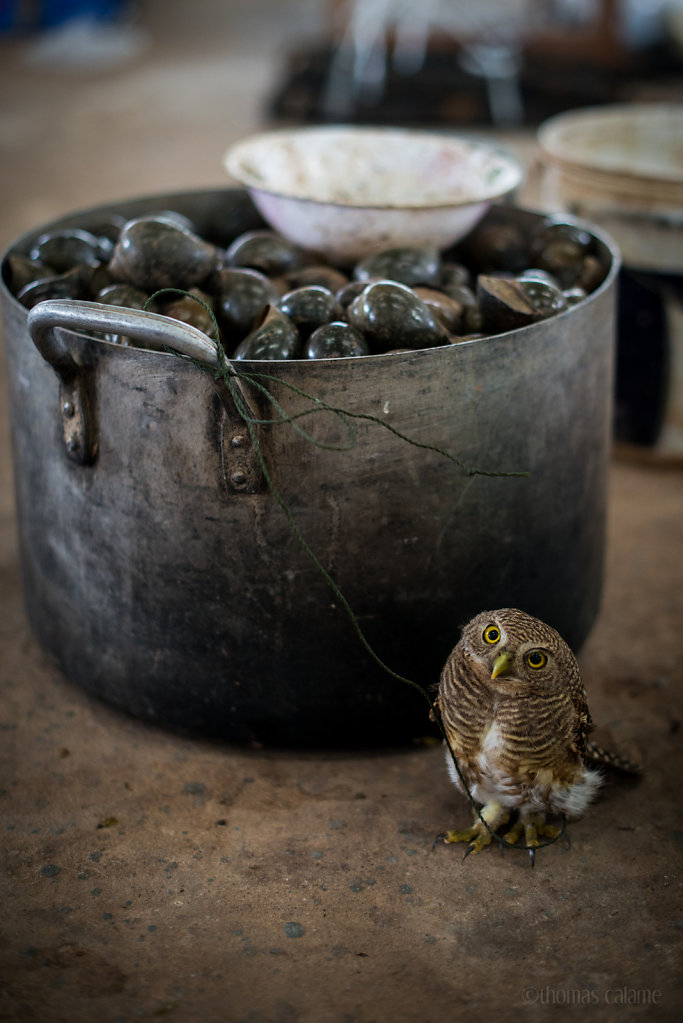 Free as a bucket of snails