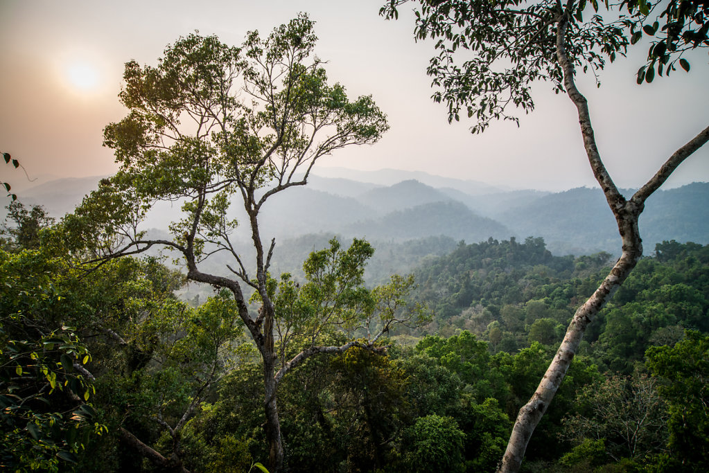 Sunset at Gibbon Experience