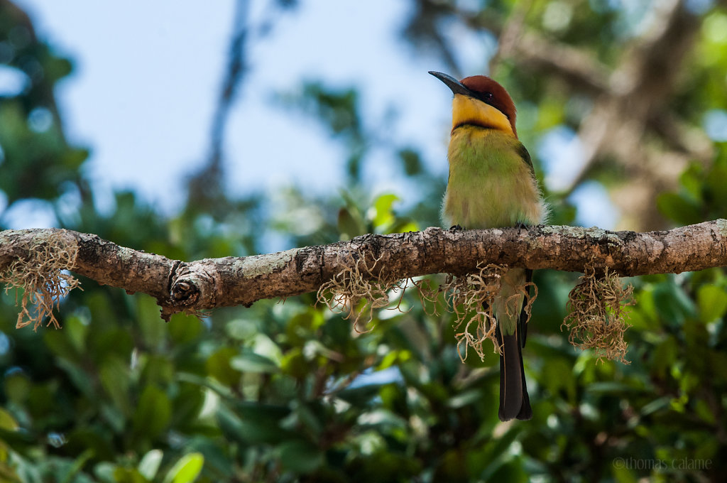 Chessnut headed bee-eater