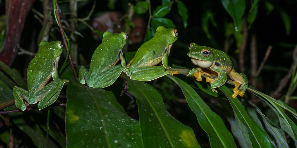 Green flying frog