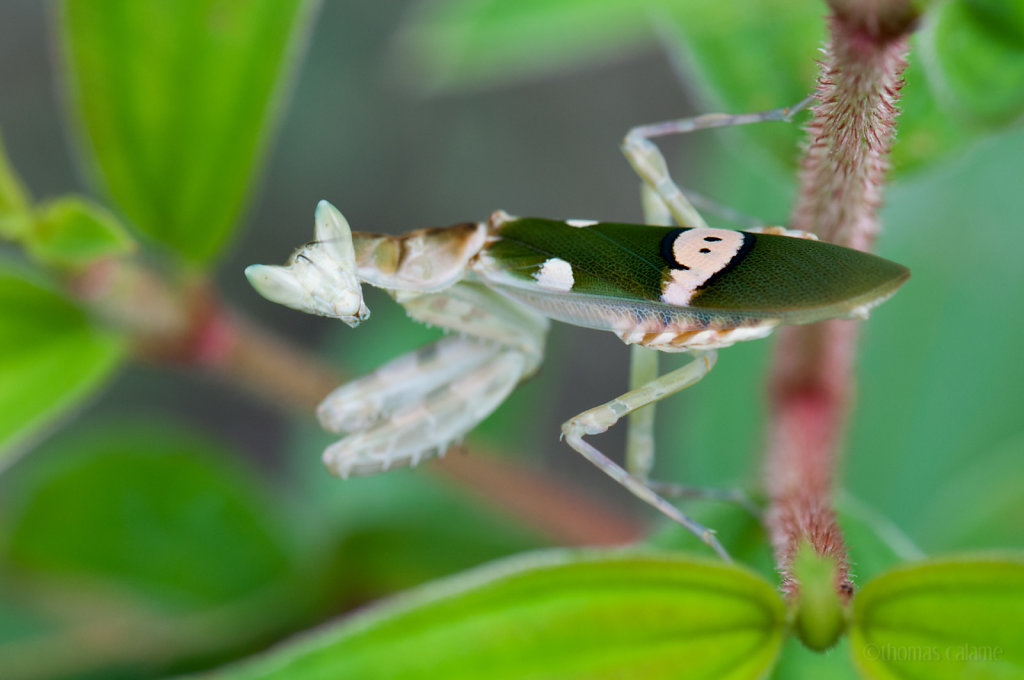 Pseudocreobotra sp.