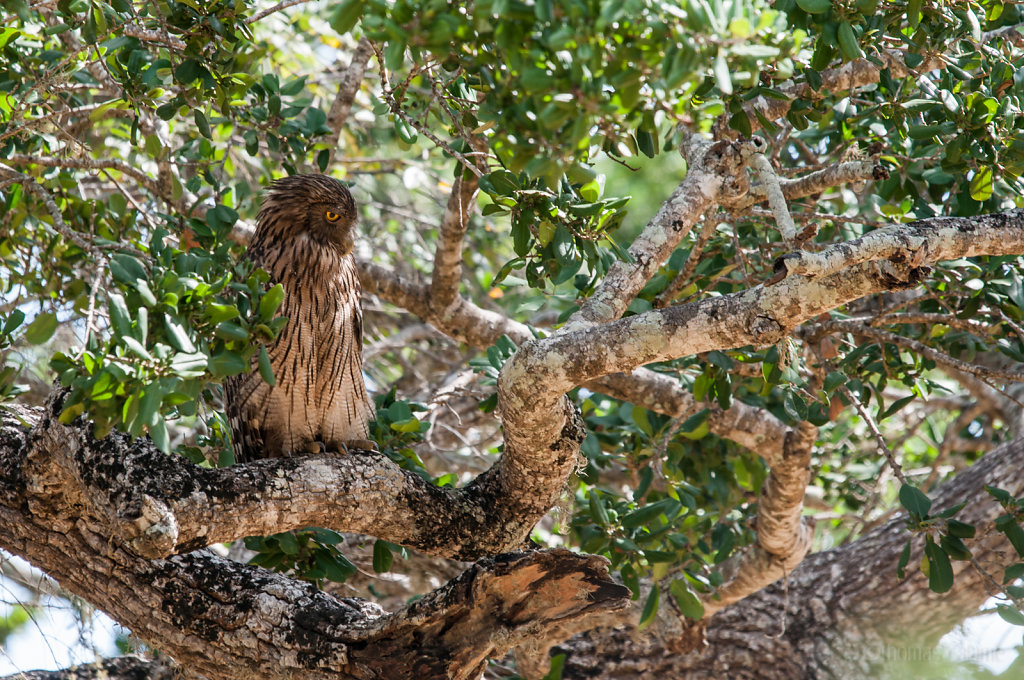 Sri Lankan Brown Fish Owl