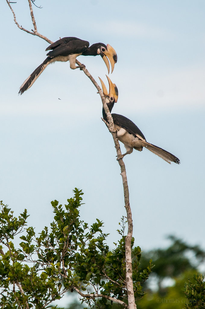 Malabar Pied Hornbill