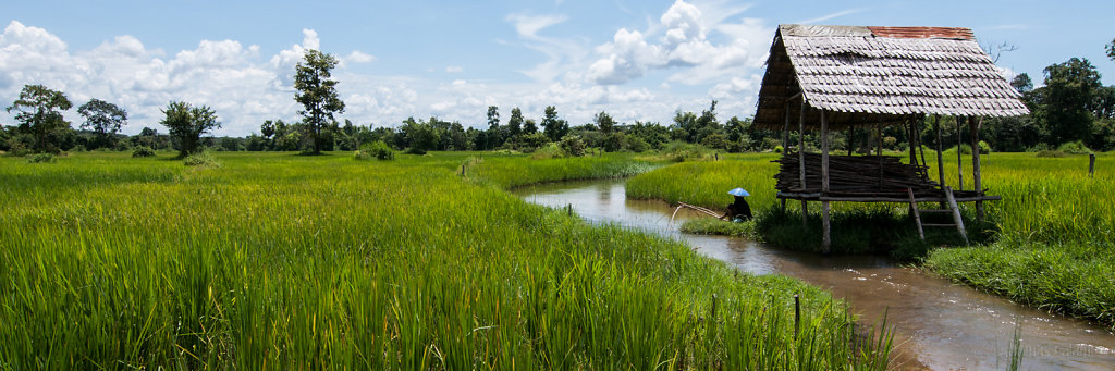 Paddies along road 13, Laos