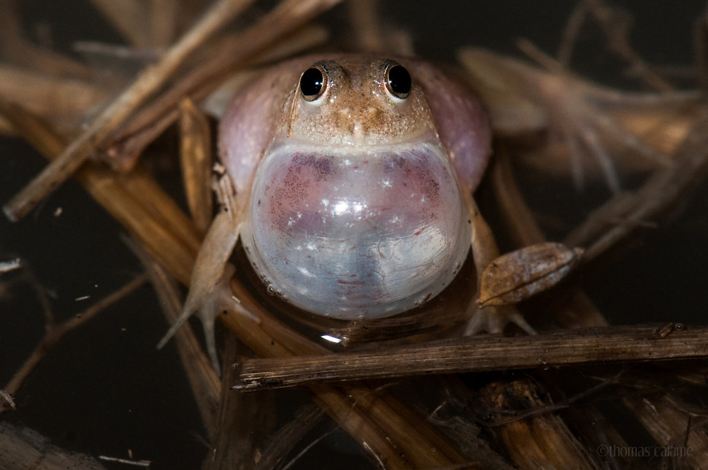 Puddle Frog, Siphandones (Laos)