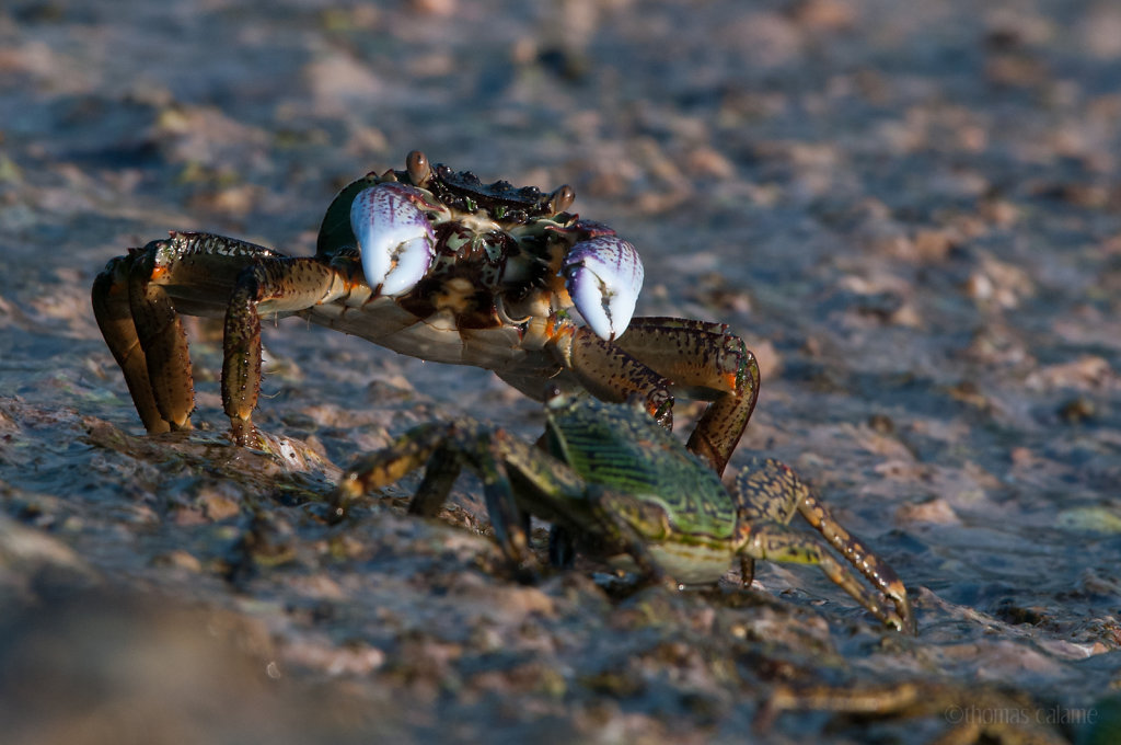 Crab dance