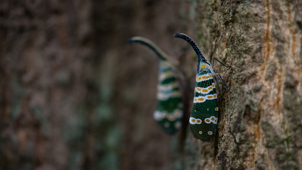 Lantern bugs