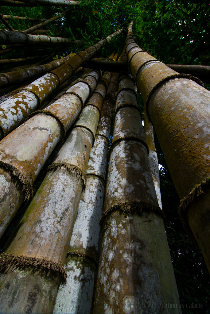 Giant bamboo on the Boloven Plateau