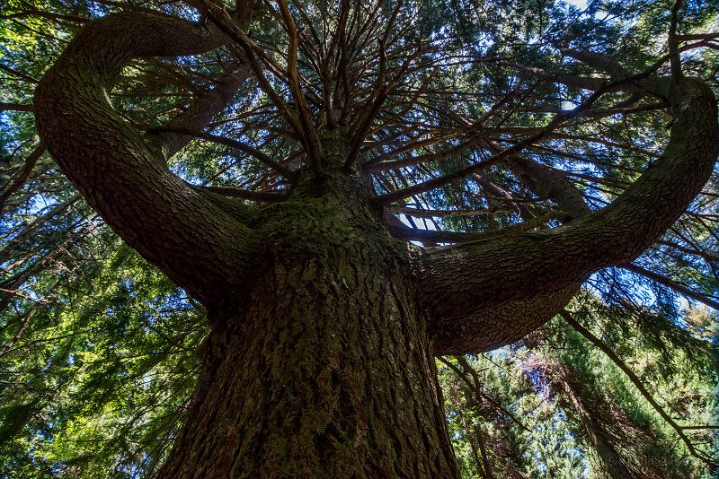 Strongest tree around Wildpix.fr