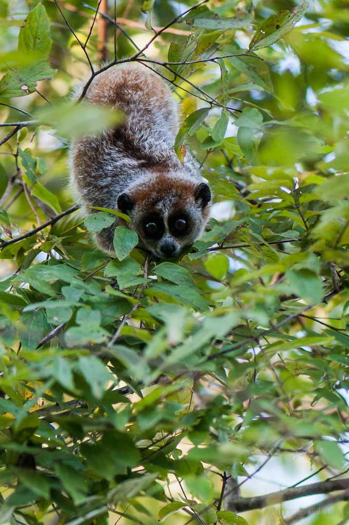 Pigmy Slow Loris