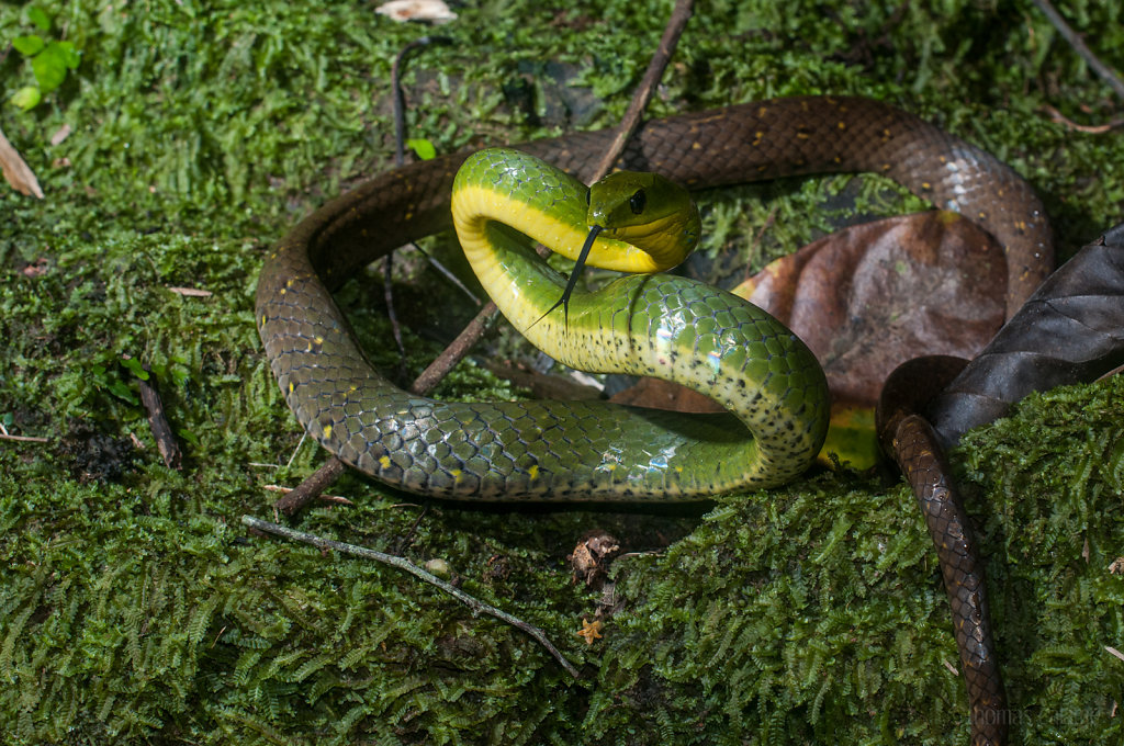 Cyclophiops multicinctus