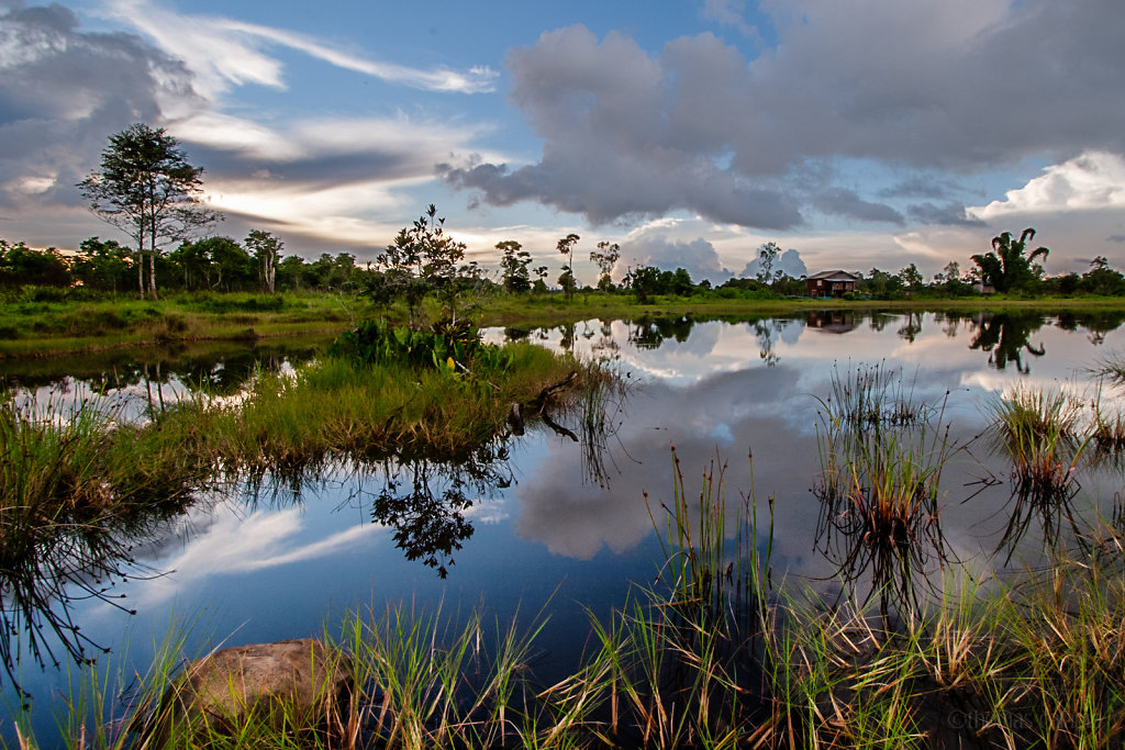 Marsh on the Boloven plateau, Laos