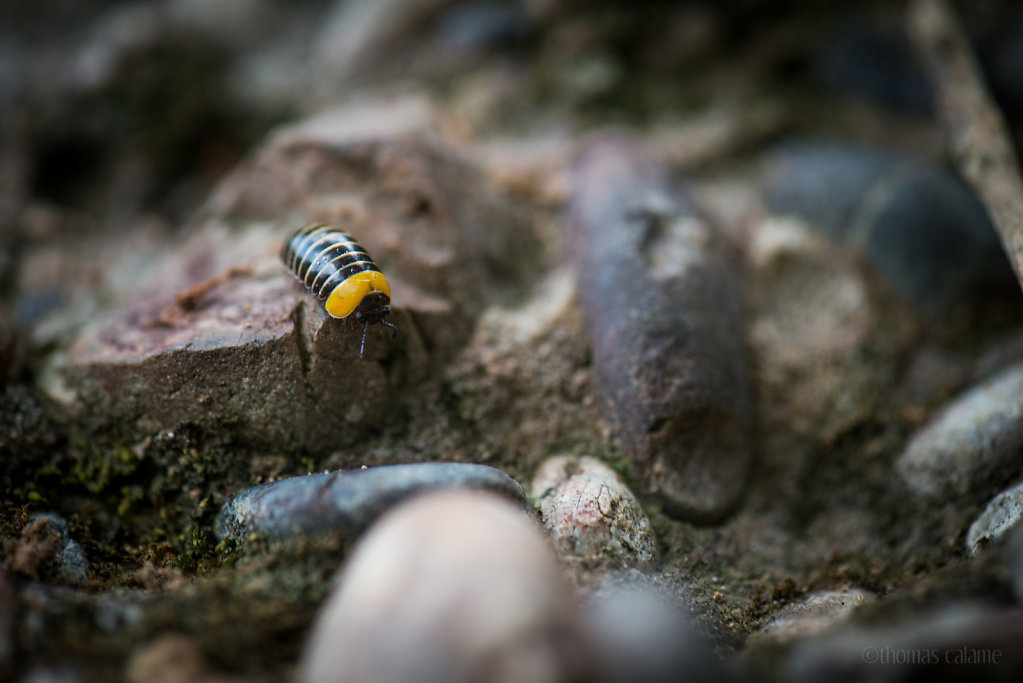 Armadillidium sp.