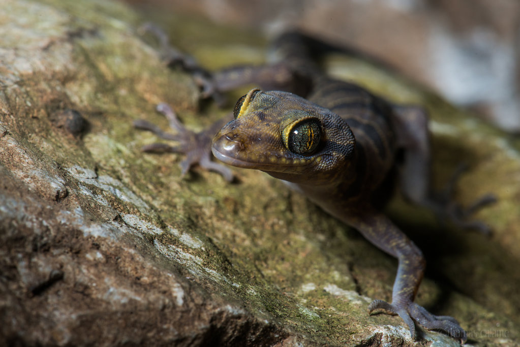 Cyrtodactylus phongnhakebangensis