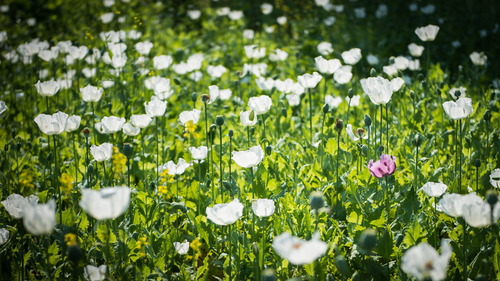 Poppy field