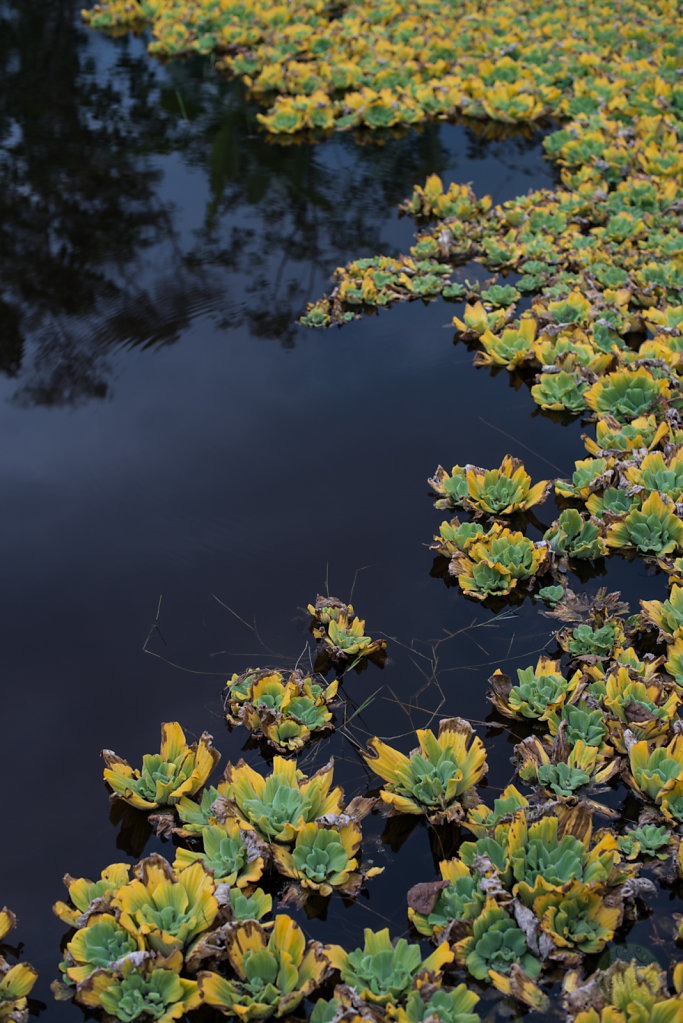 Pistia stratiotes