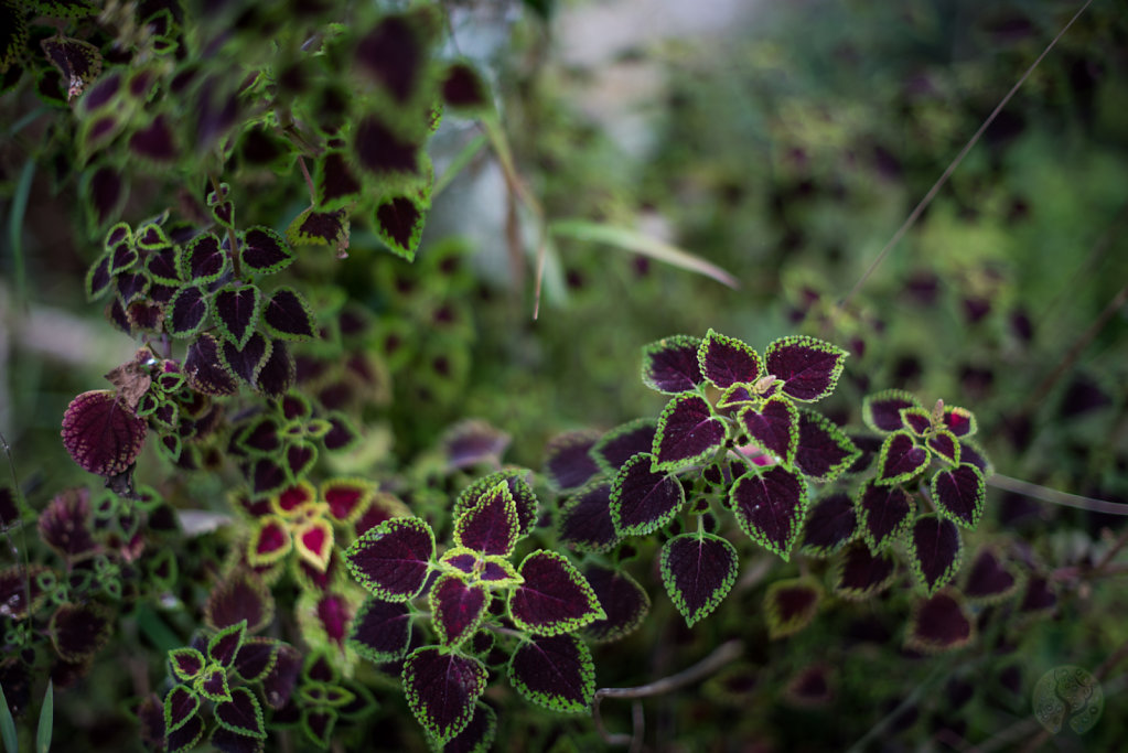 Plectranthus scutellarioides